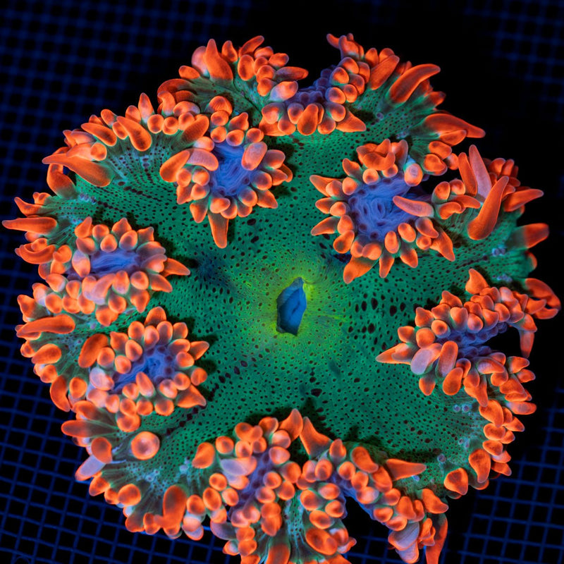 Ultra Rock Flower Anemone with colorful oral disc in reef aquarium