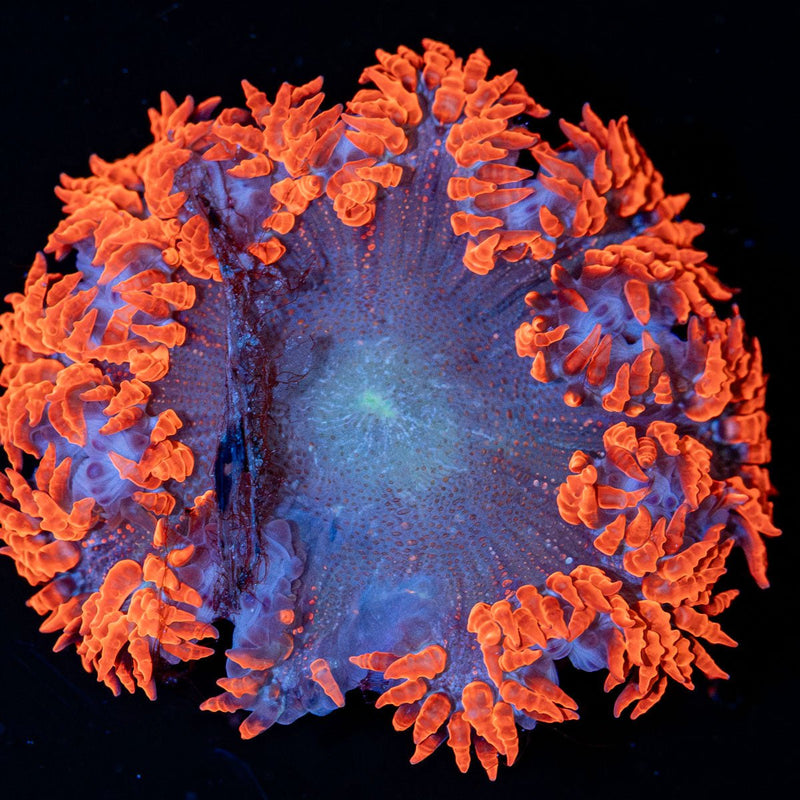 Ultra Rock Flower Anemone