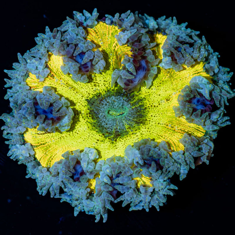 Ultra Rock Flower Anemone
