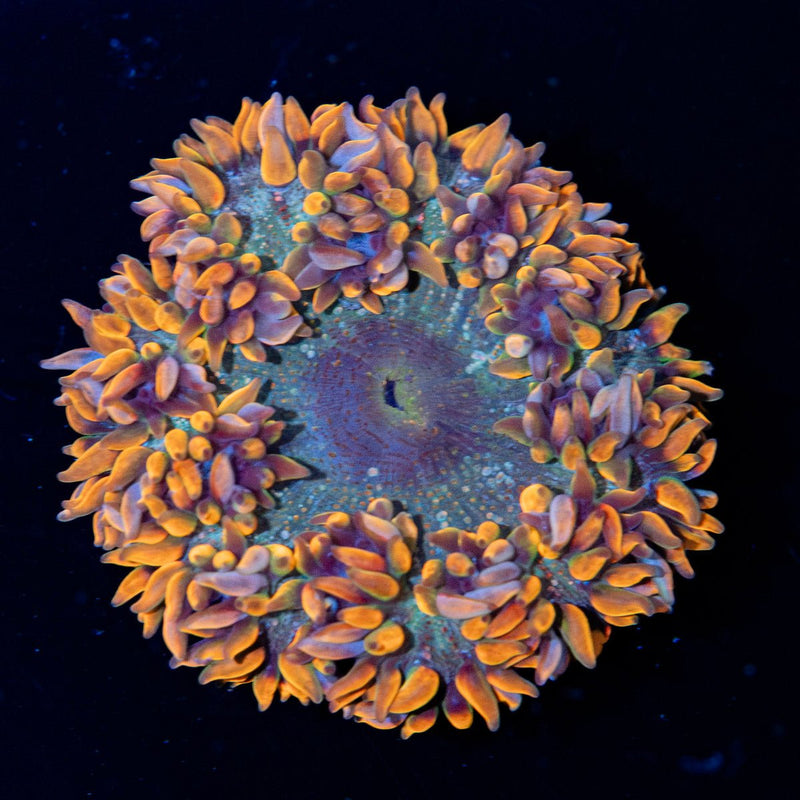 Ultra Rock Flower Anemone