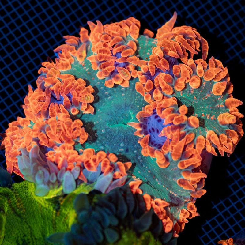 Ultra Rock Flower Anemone with colorful oral disc in reef aquarium