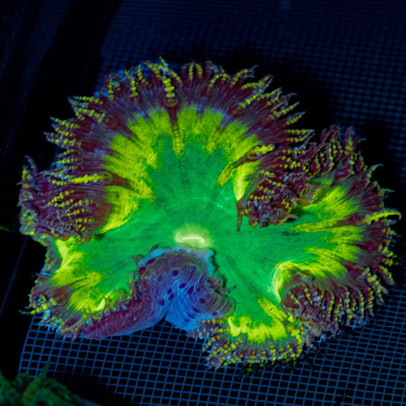 Ultra Rock Flower Anemone with colorful oral disc in reef aquarium