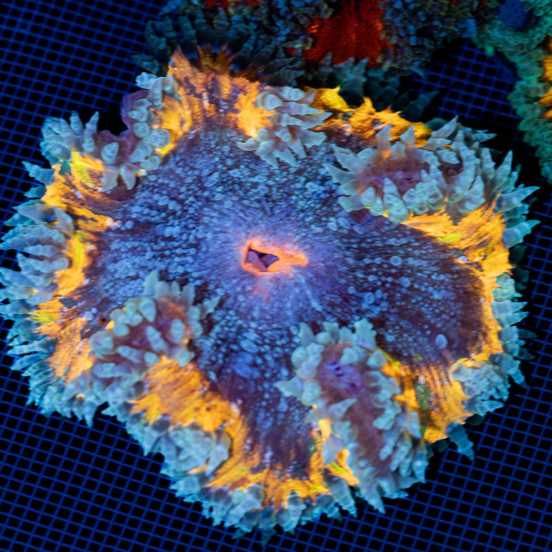 Ultra Rock Flower Anemone with colorful oral disc in reef aquarium