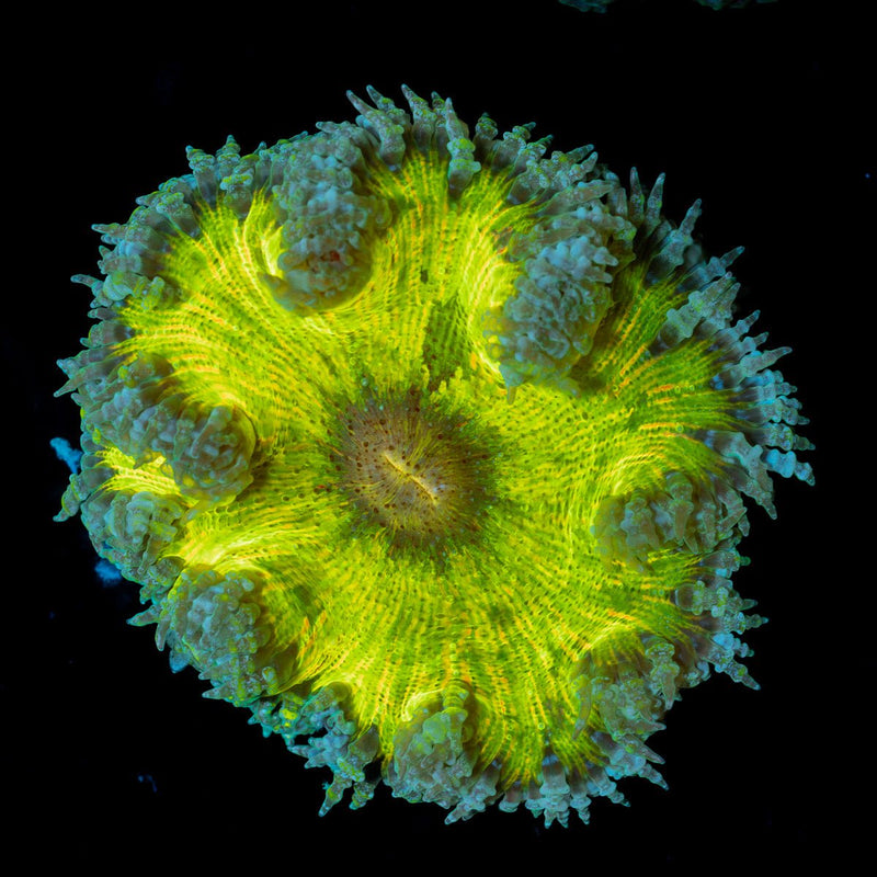 Ultra Rock Flower Anemone with colorful oral disc in reef aquarium