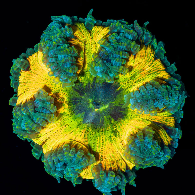 Ultra Rock Flower Anemone with colorful oral disc in reef aquarium