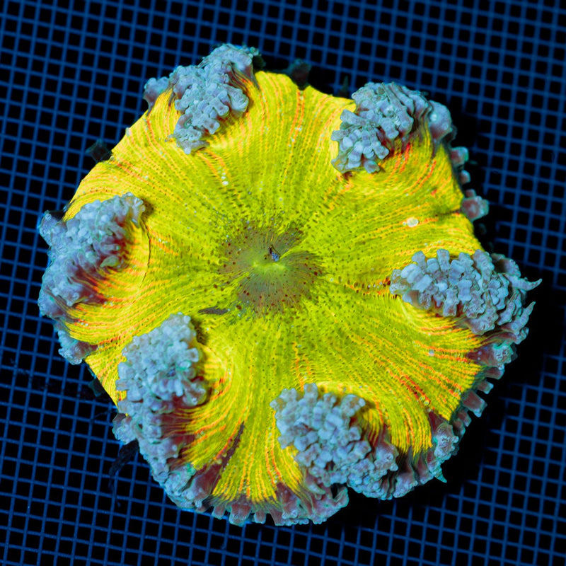 Ultra Rock Flower Anemone with colorful oral disc in reef aquarium