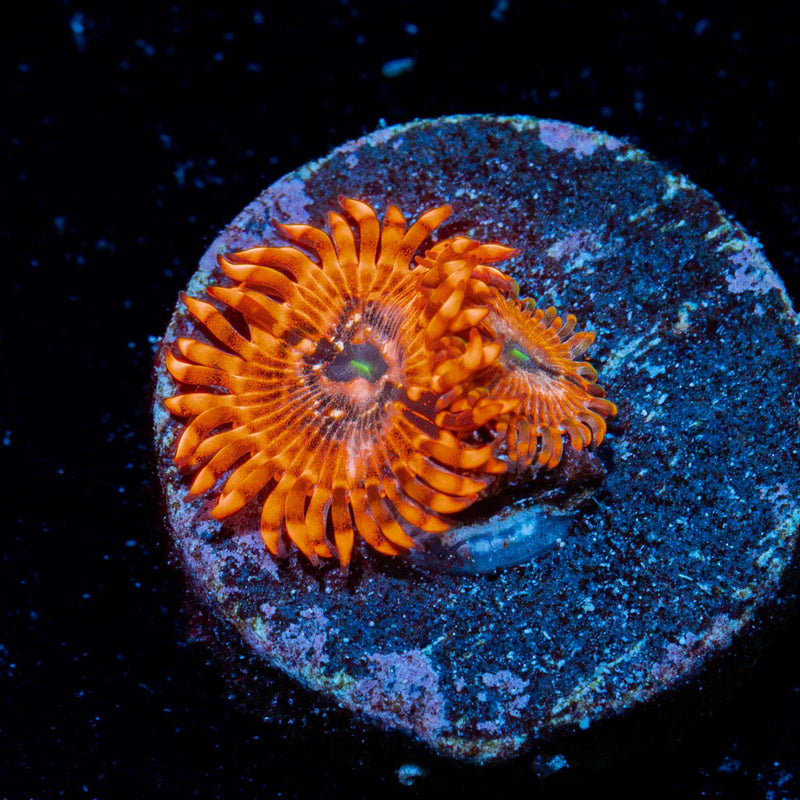Utter Chaos Zoanthid Coral colony growth in reef aquarium