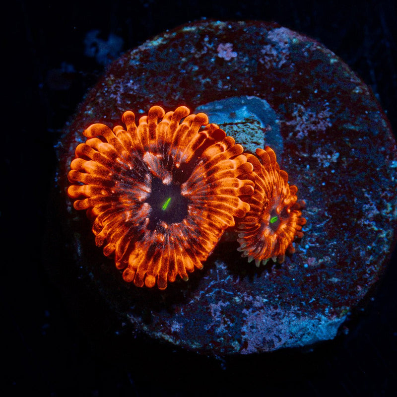 Utter Chaos Zoanthid Coral