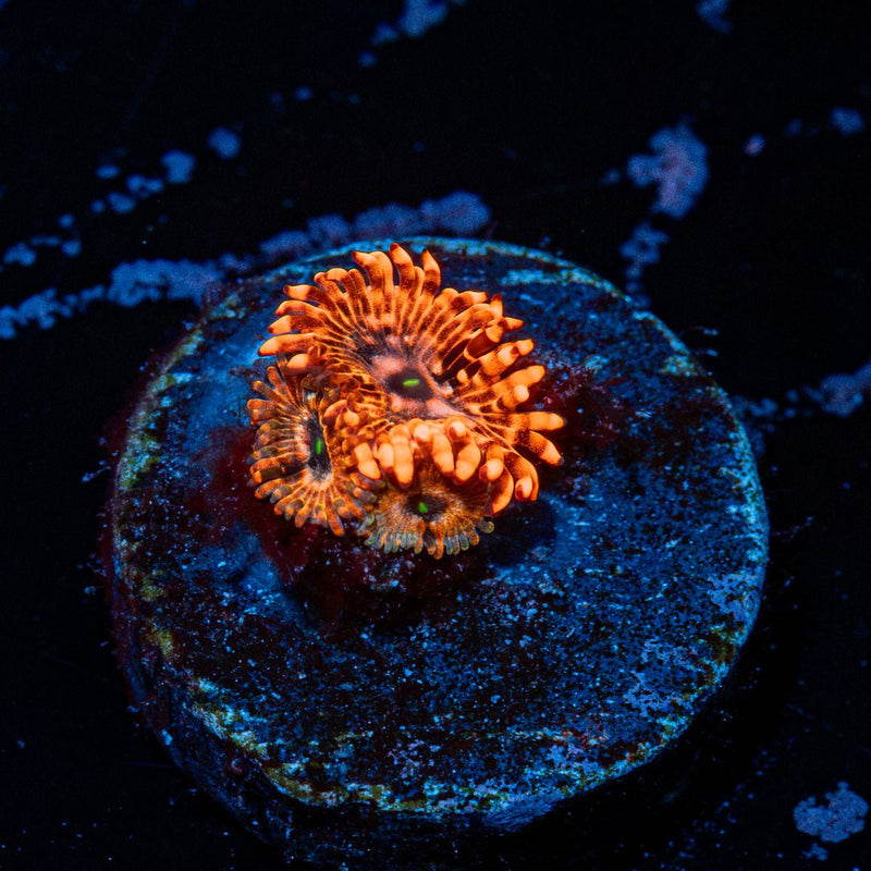 Utter Chaos Zoanthid Coral with colony growth in reef aquarium
