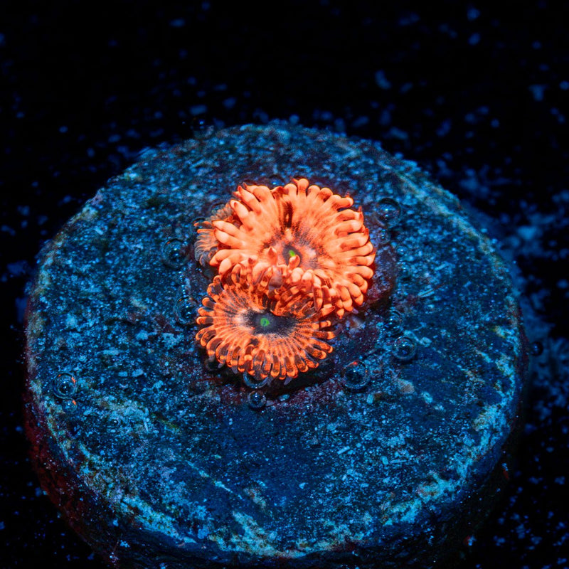Utter Chaos Zoanthid Coral with colony growth in reef aquarium