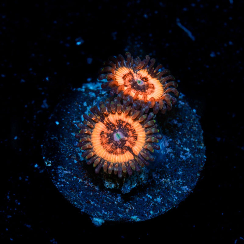 Valkyries Zoanthid Coral