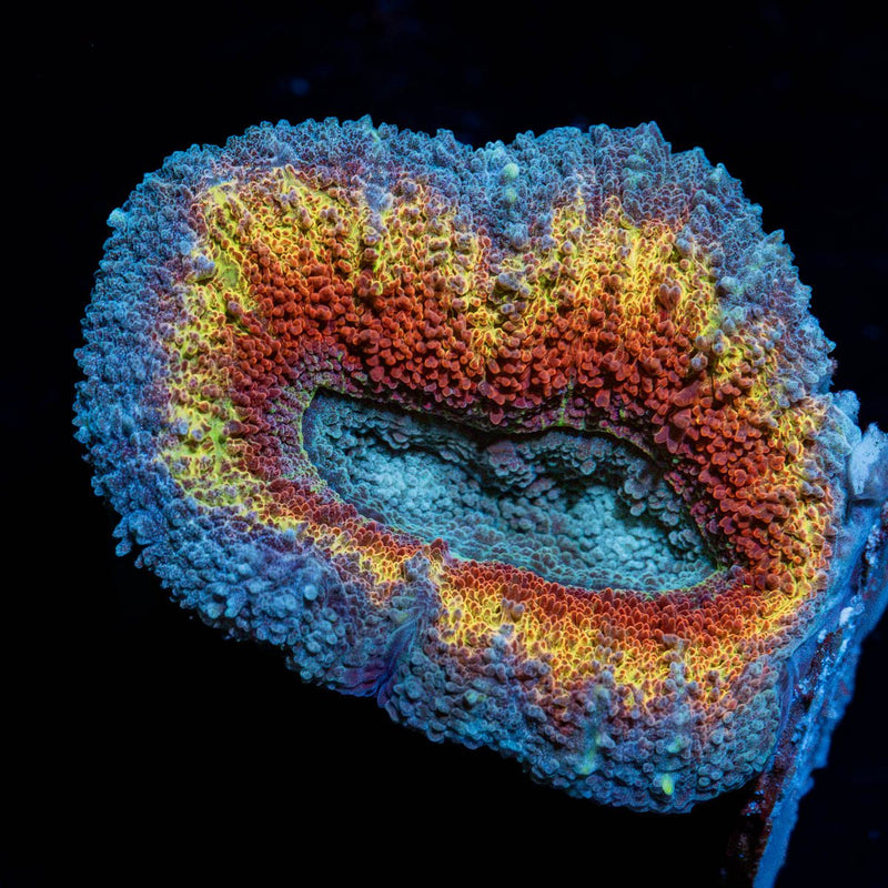 Volcanic Lobophyllia Coral with fleshy open polyp in reef aquarium