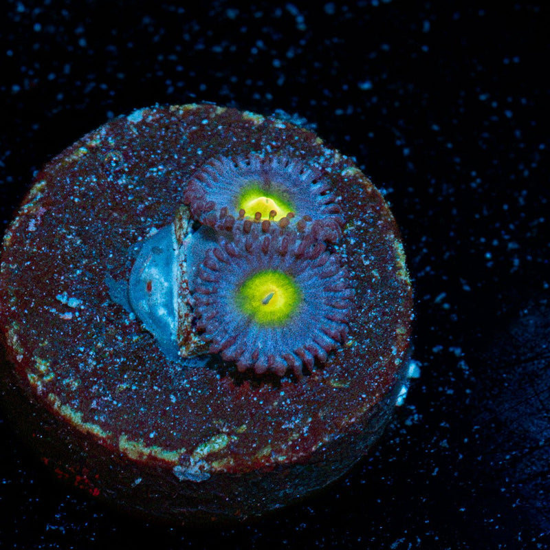 WWC Aoi Zoanthid Coral with colony growth in reef aquarium