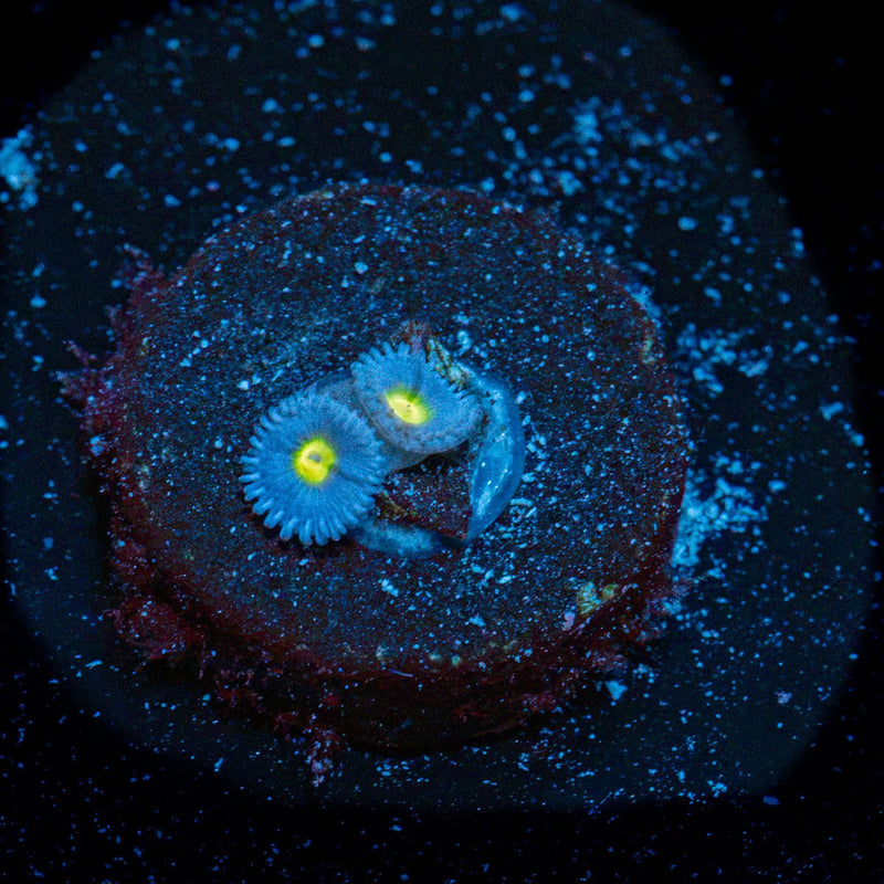 WWC Aoi Zoanthid Coral with colony growth in reef aquarium