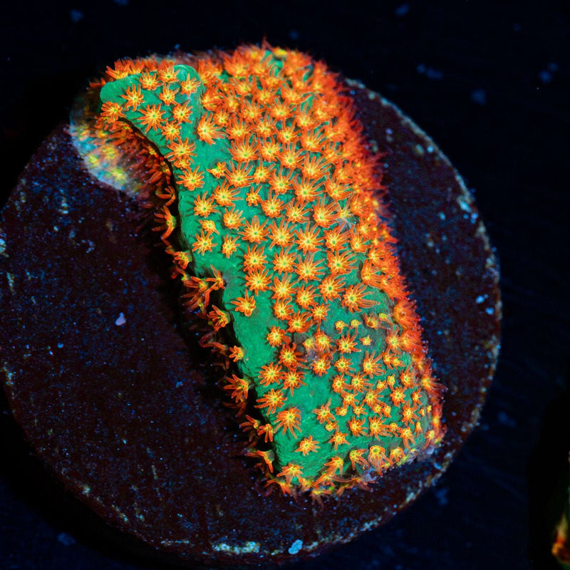 WWC Close Encounter Stylocoeniella Coral