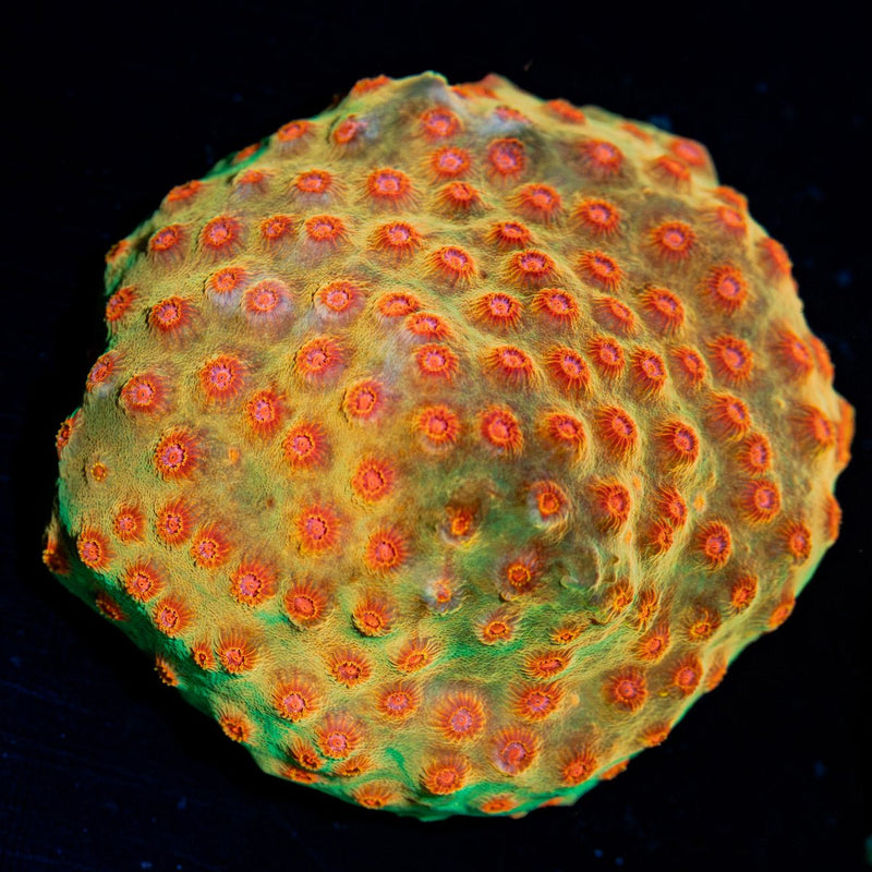 WWC Defcon Cypreastre Coral