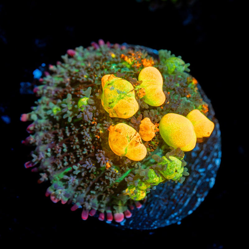WWC OG Bounce Mushroom Coral with distinctive mushroom disc in reef aquarium