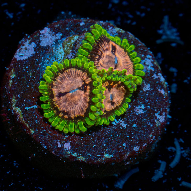 WWC Purple Monster Zoanthid Coral with colony growth in reef aquarium