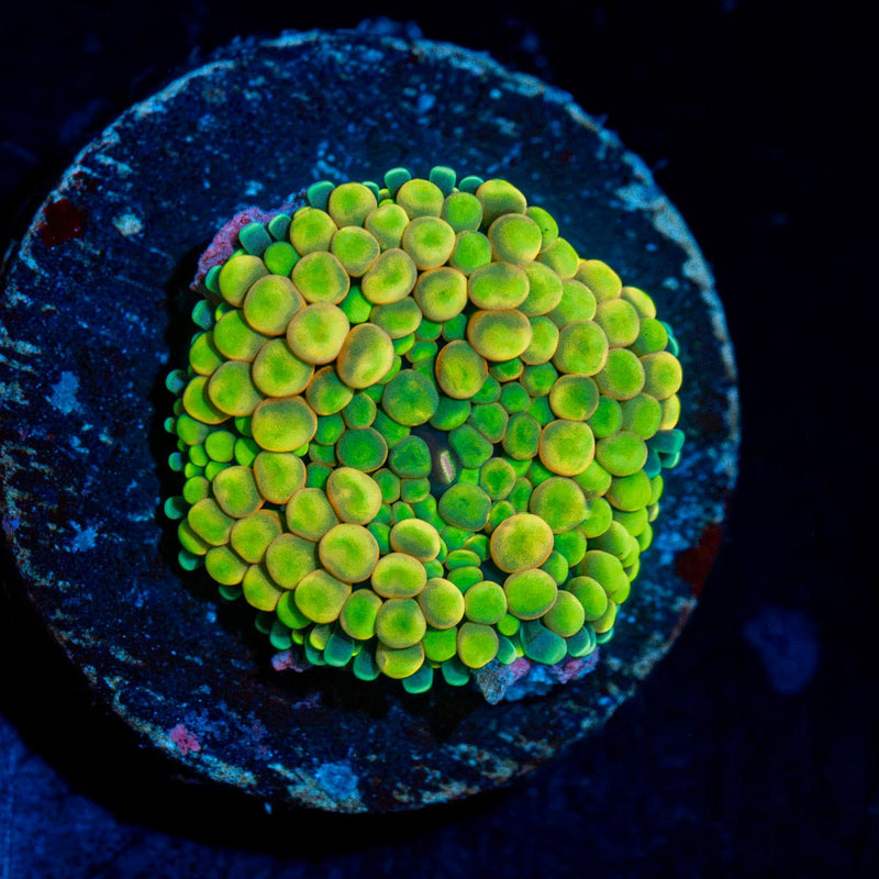 Yellow Green Ricordea Mushroom Coral