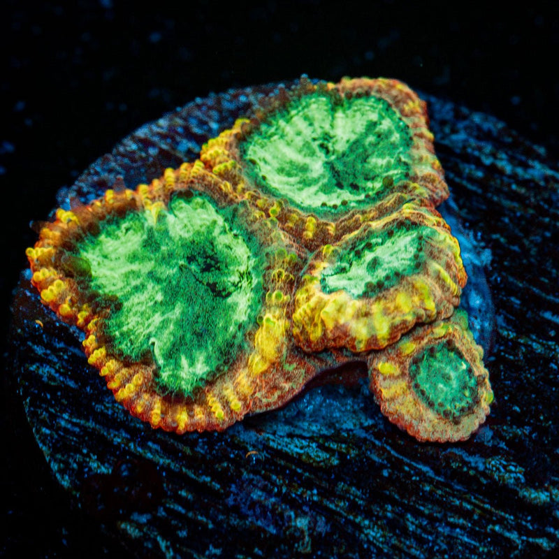 Yellow Submarine Favia Coral