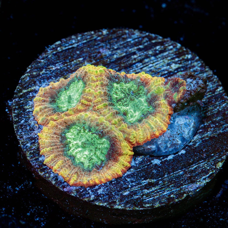 Yellow Submarine Favia Coral