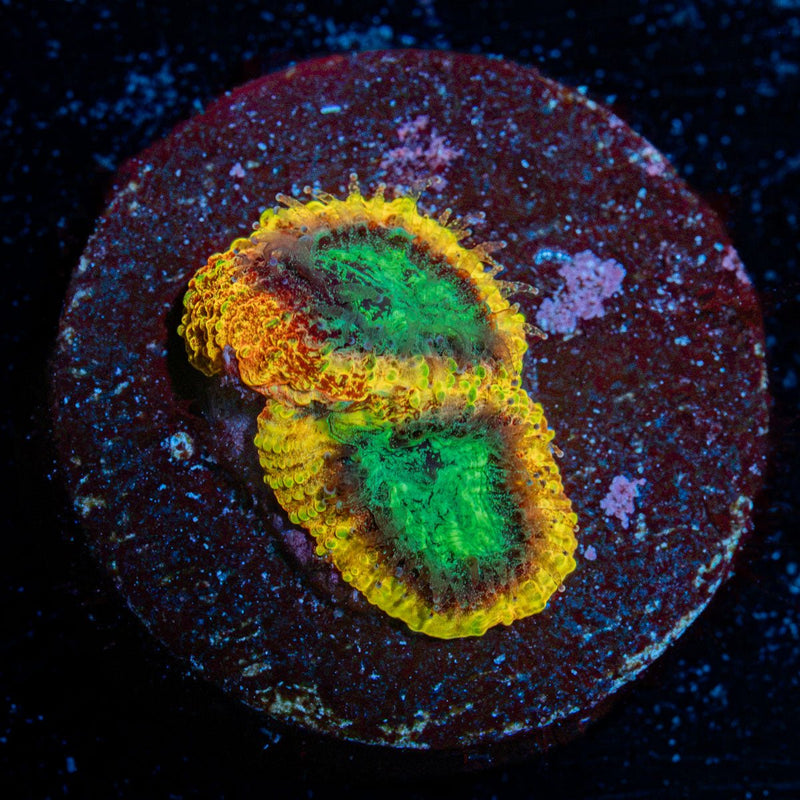Yellow Submarine Favia with encrusting growth in reef aquarium