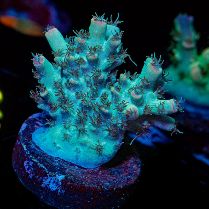 Yoda Acropora Coral with branching growth in reef aquarium