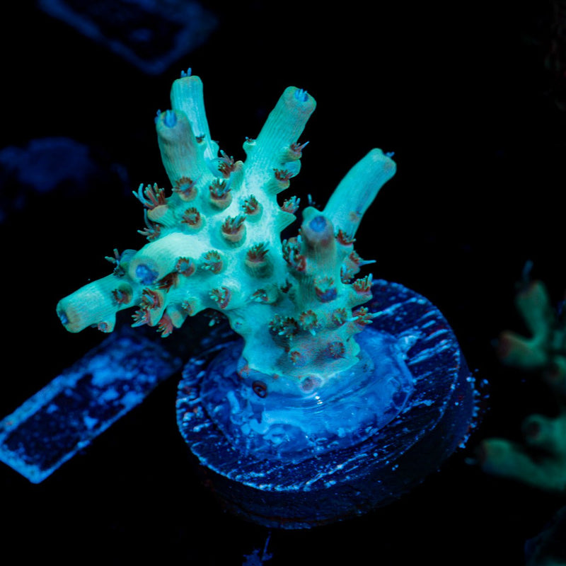 Yoda Acropora Coral with branching growth in reef aquarium