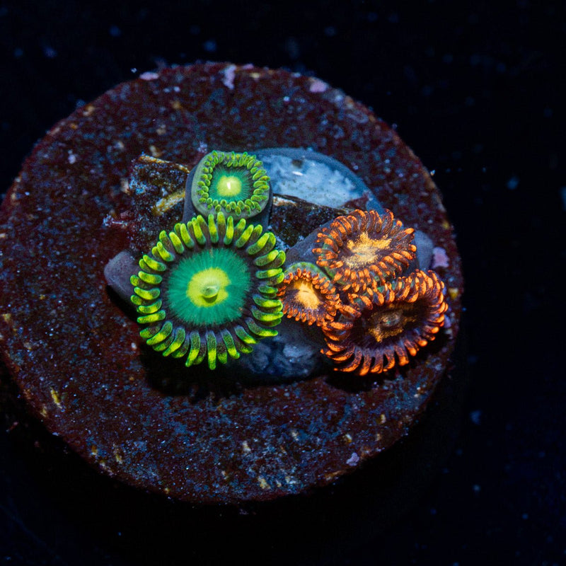 Zoanthid Combo Coral
