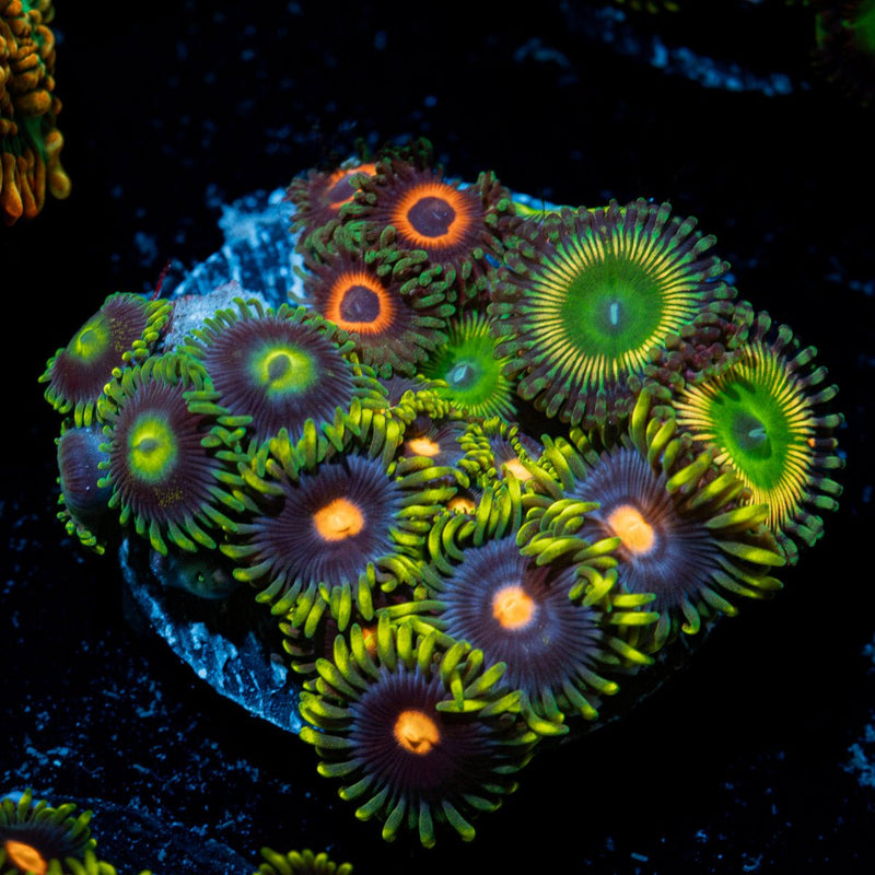 Zoanthid Combo Coral colony growth in reef aquarium