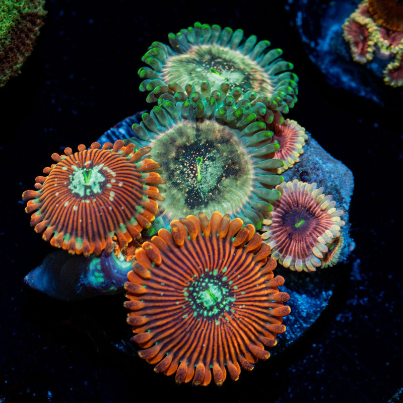 Zoanthid Multi Plug Coral with colony growth in reef aquarium