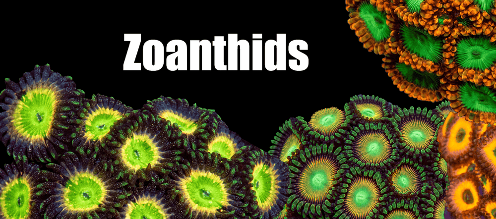 Aquaculture Zoanthids: The Riptide Aquaculture Revolution - riptide aquaculture llc