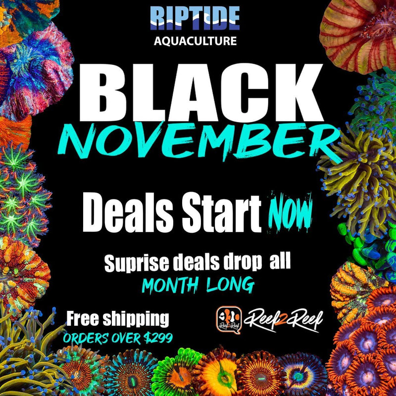 Black November! - riptide aquaculture llc