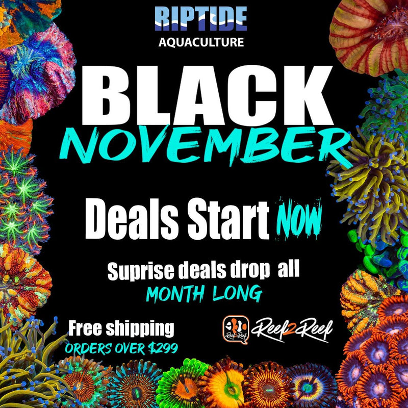 Black November! - riptide aquaculture llc