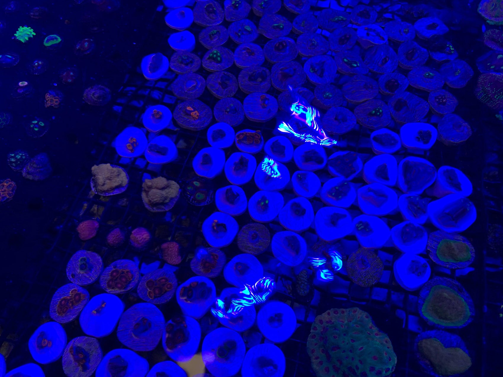 The Benefits of Aquaculture Corals for Your Aquarium - riptide aquaculture llc