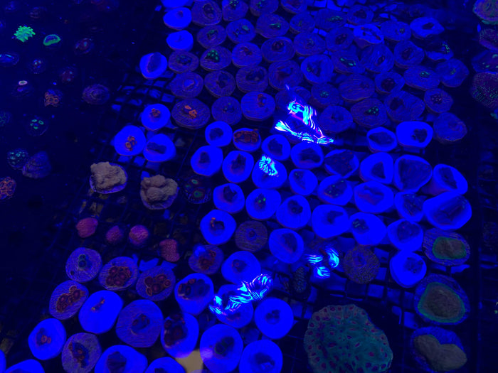 The Benefits of Aquaculture Corals for Your Aquarium - riptide aquaculture llc