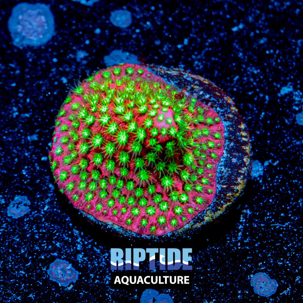 Stylocoeniella - riptide aquaculture llc
