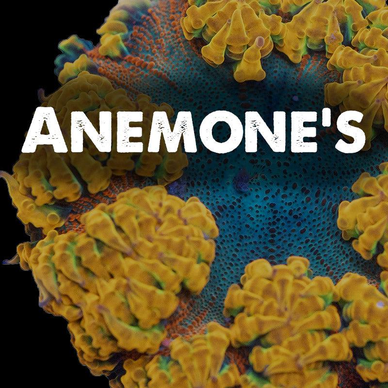 Anemones - riptide aquaculture llc