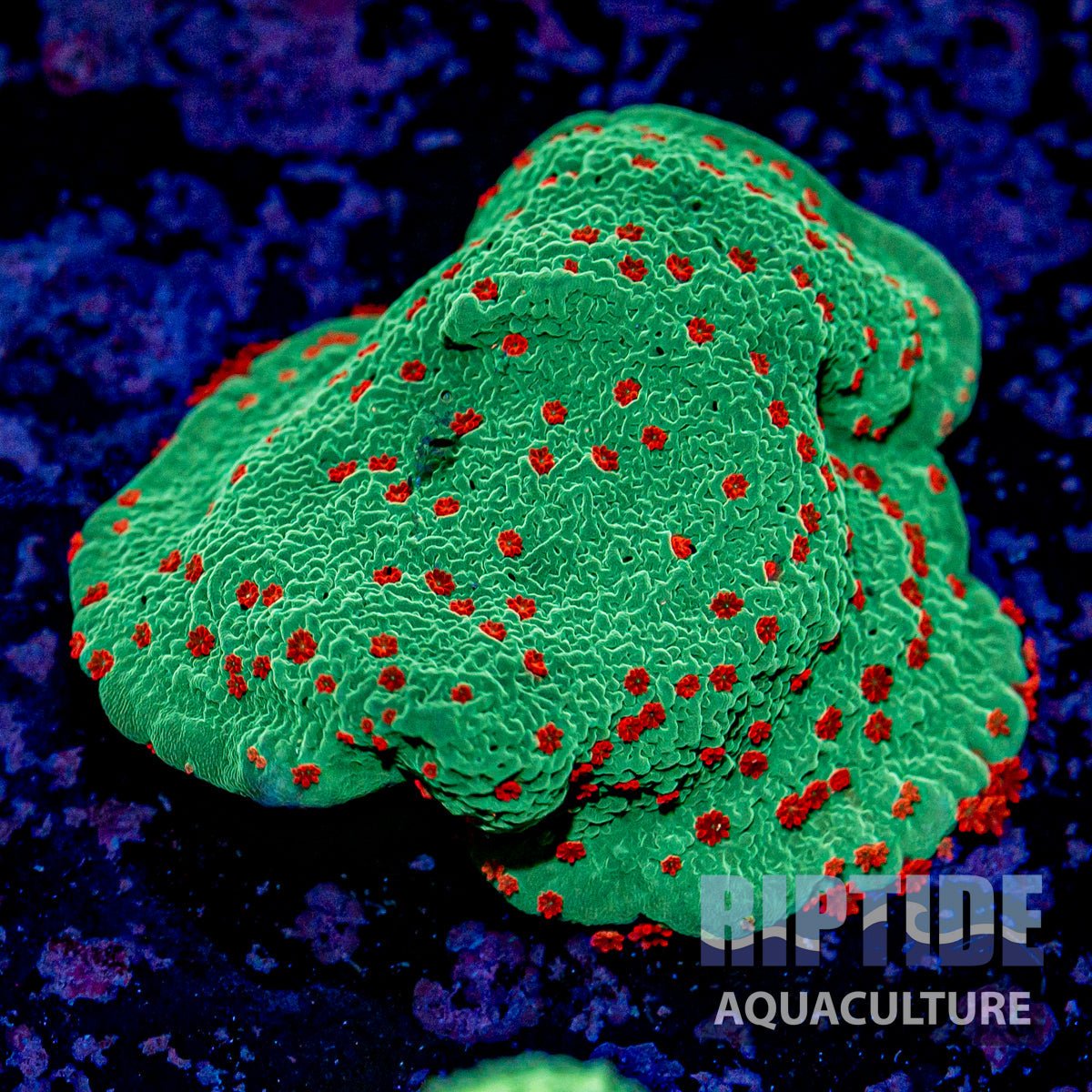 Montipora - riptide aquaculture llc