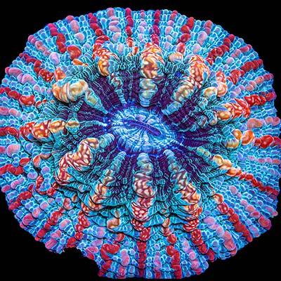 The Vault - riptide aquaculture llc