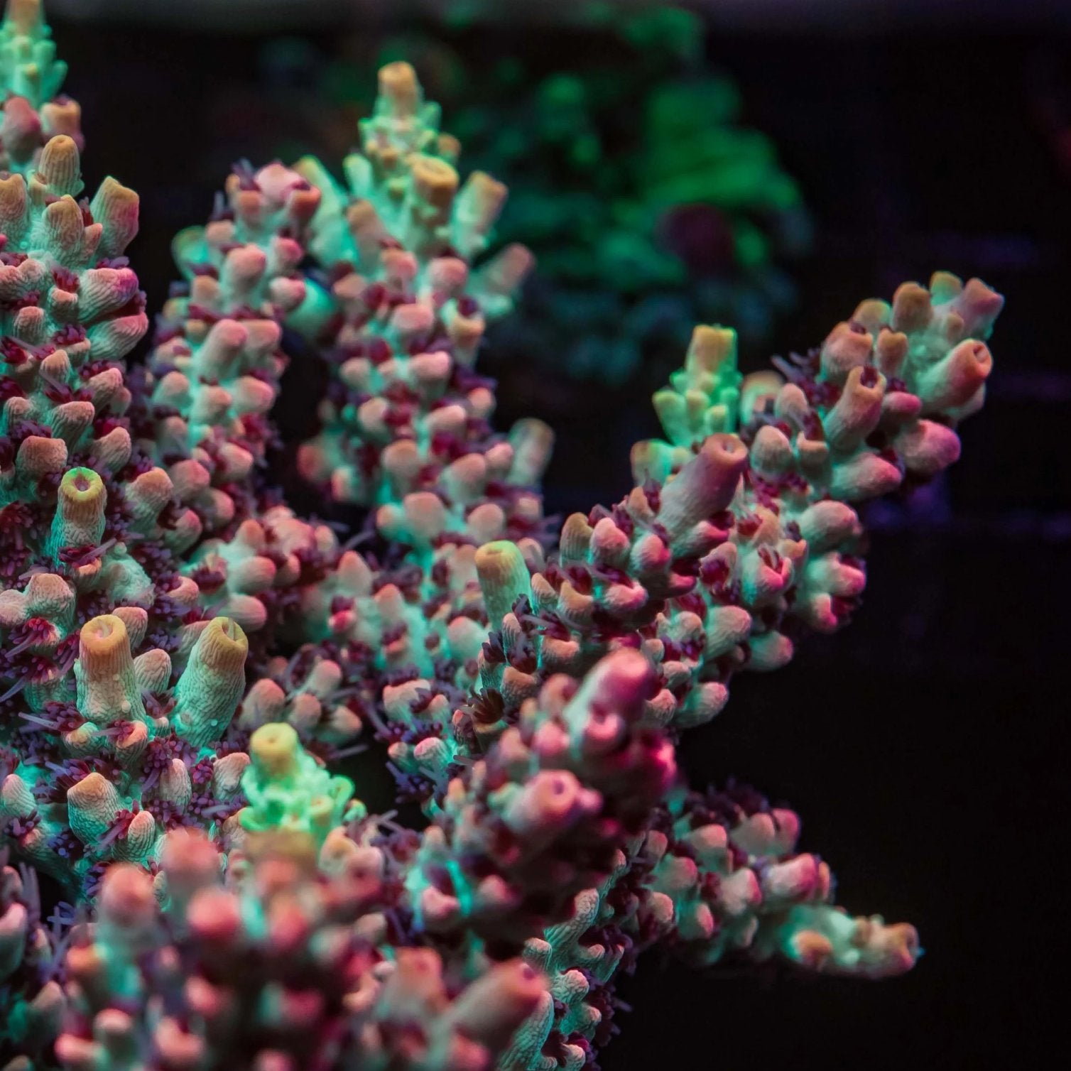 Acropora for sale at Riptide Aquaculture