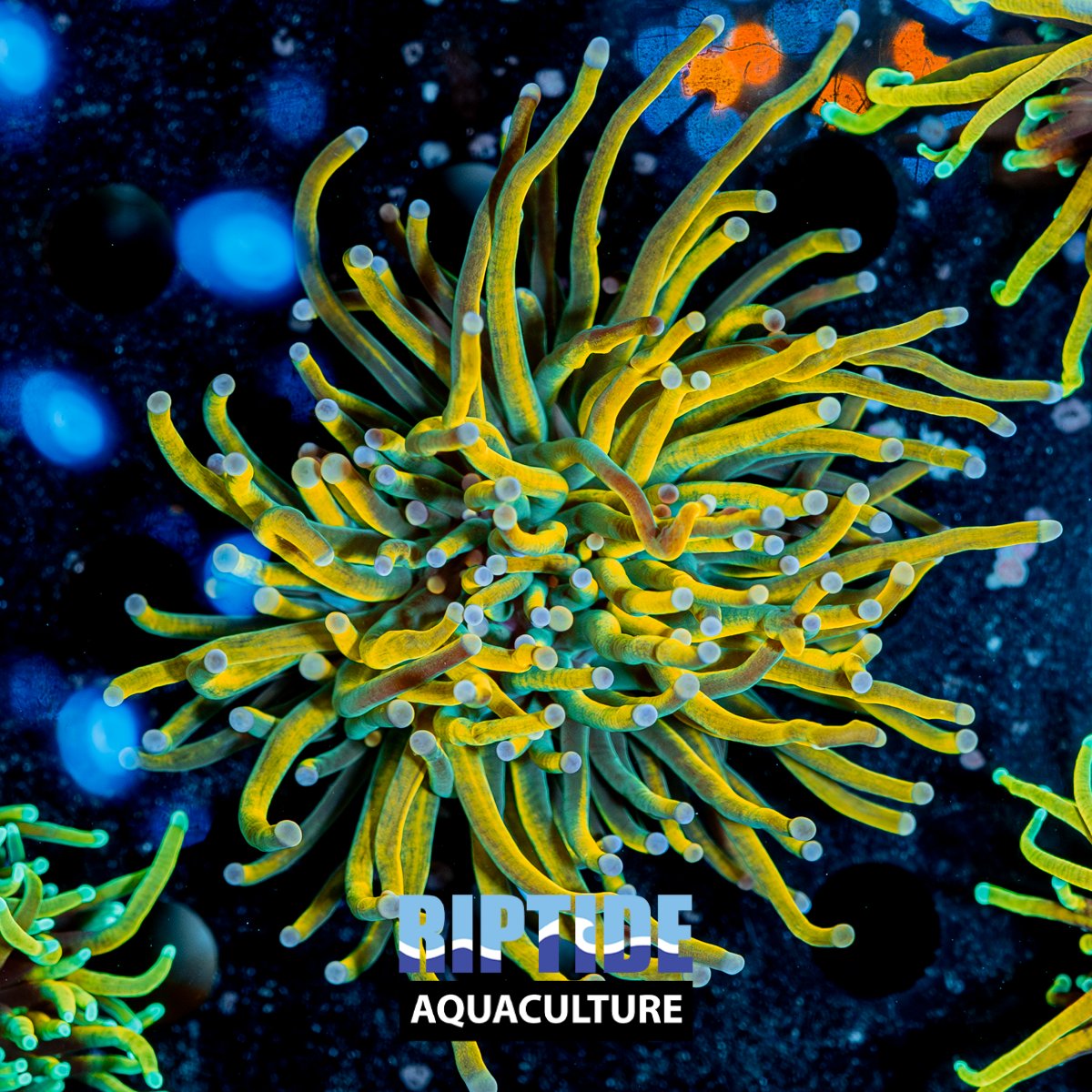 Torch Corals - riptide aquaculture llc