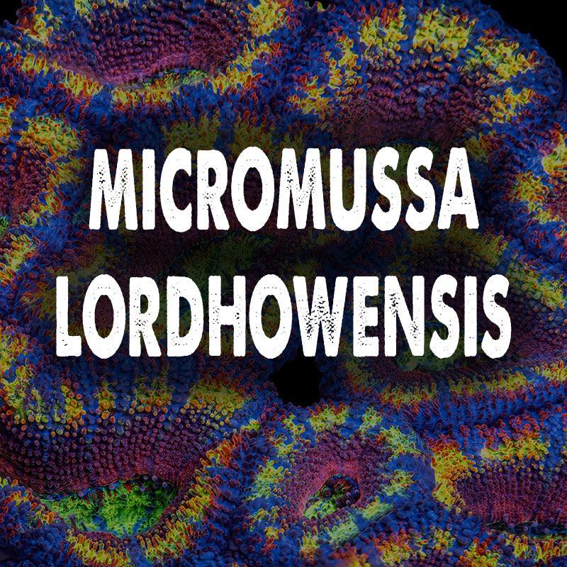 Micromussa lordhowensis - riptide aquaculture llc