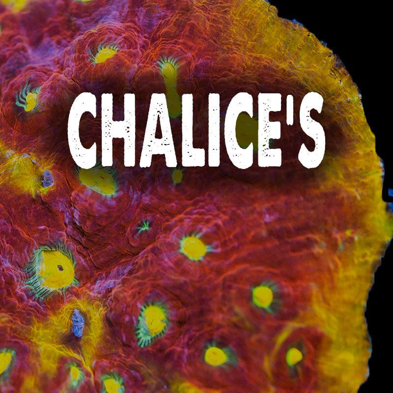 Chalices - riptide aquaculture llc