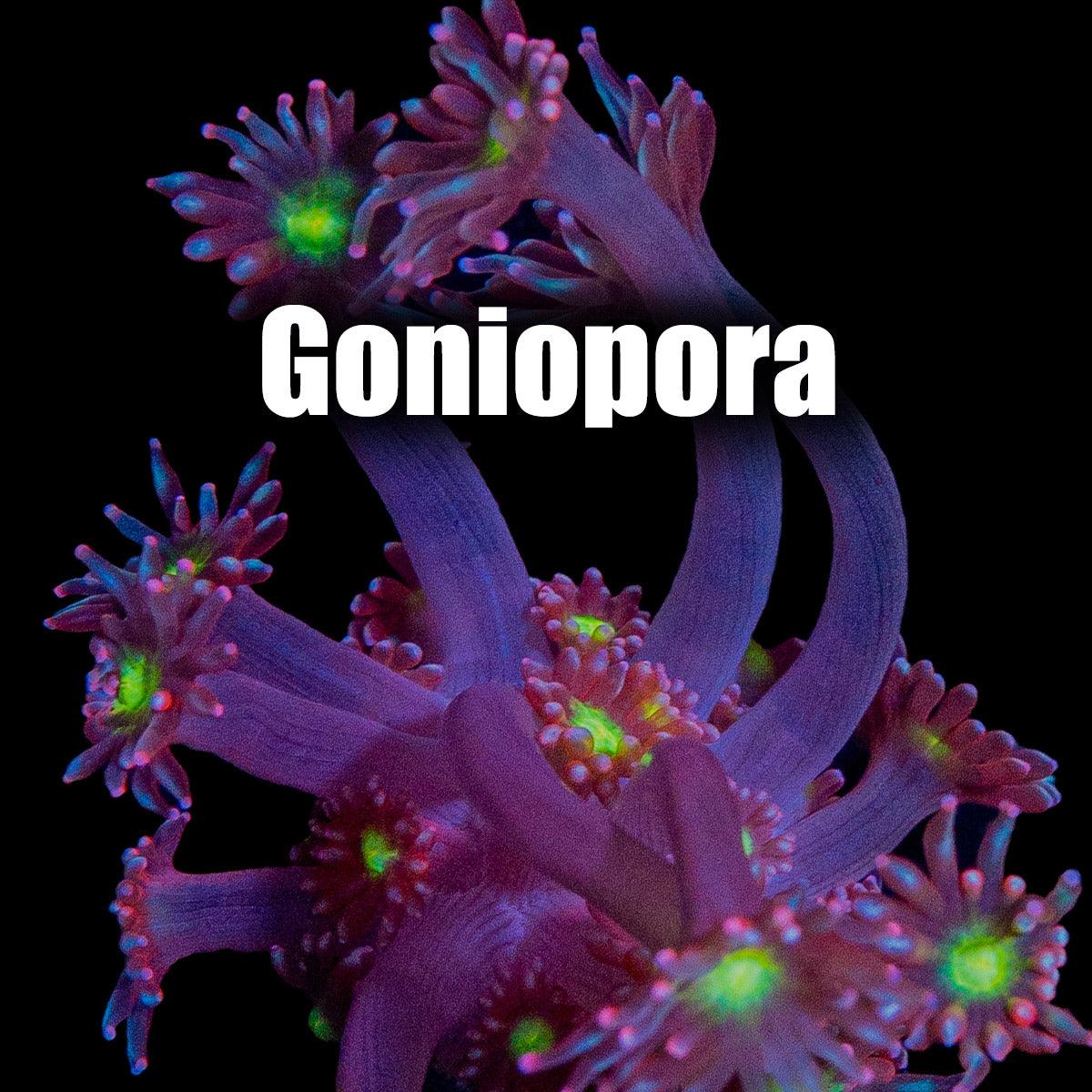 Goniopora - riptide aquaculture llc