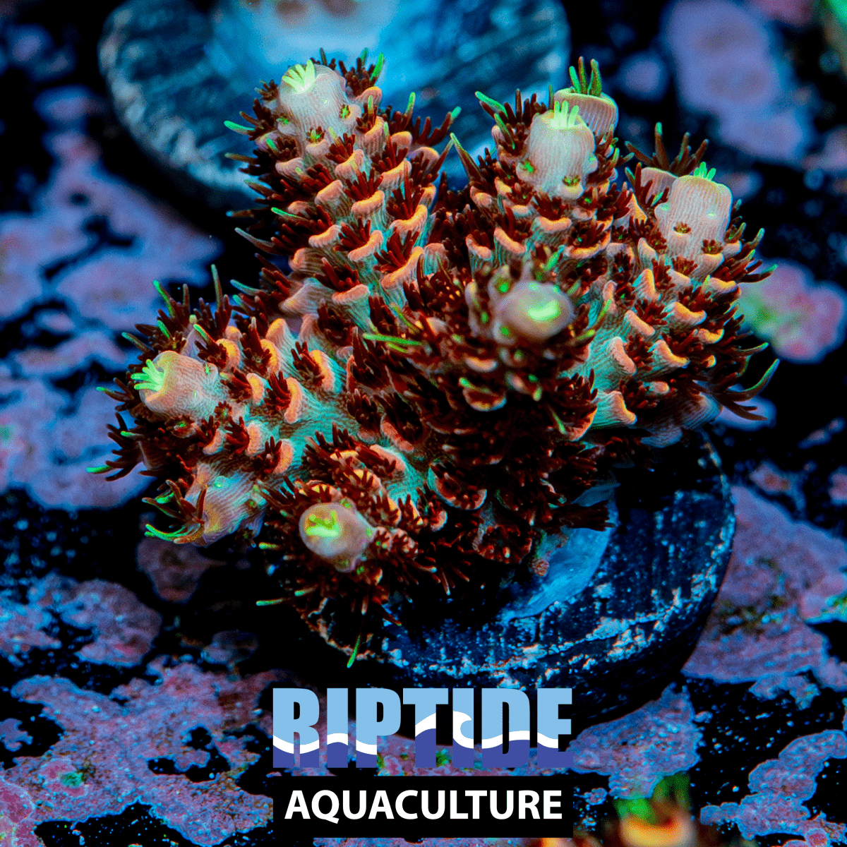 Millepora - riptide aquaculture llc
