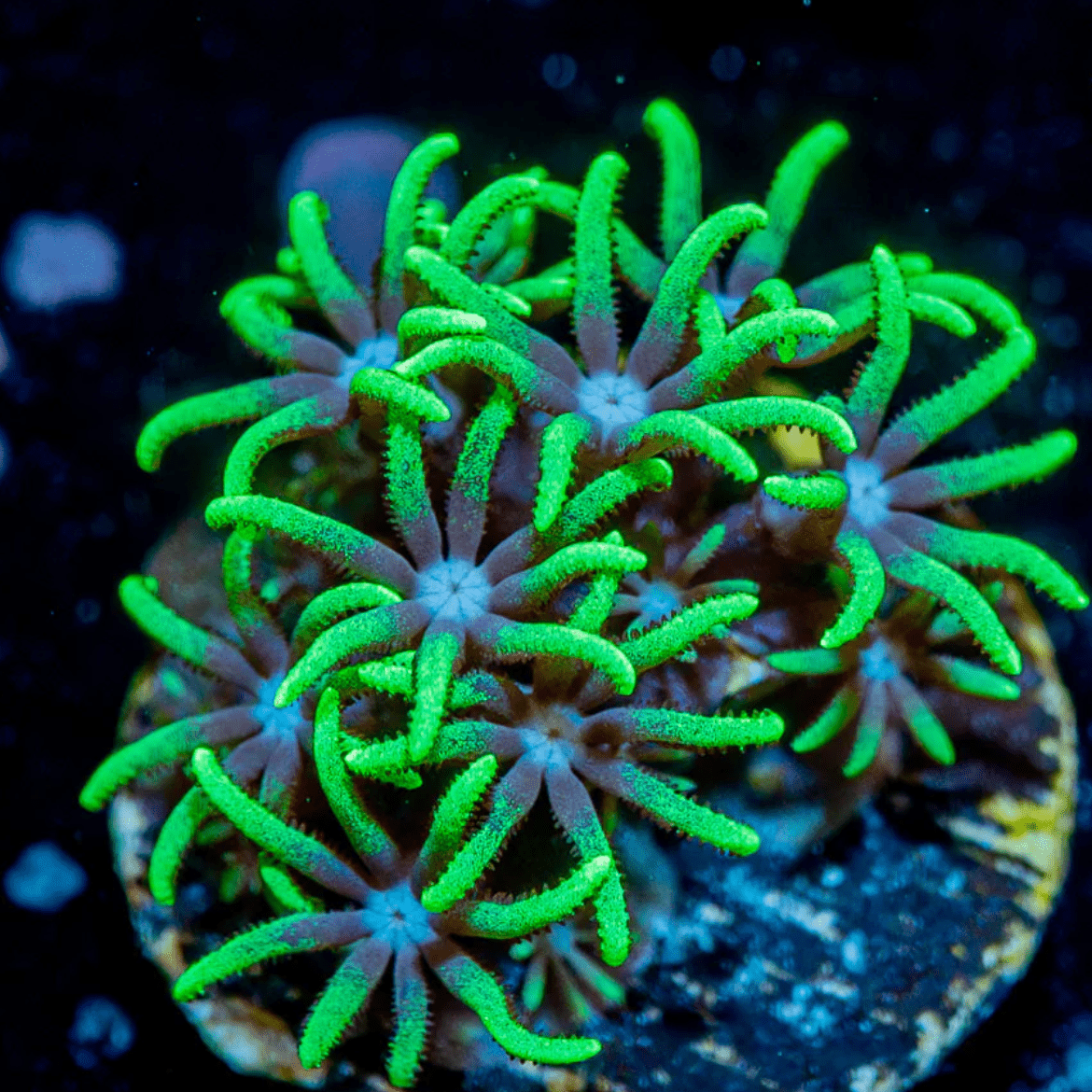 Misc Softies - riptide aquaculture llc
