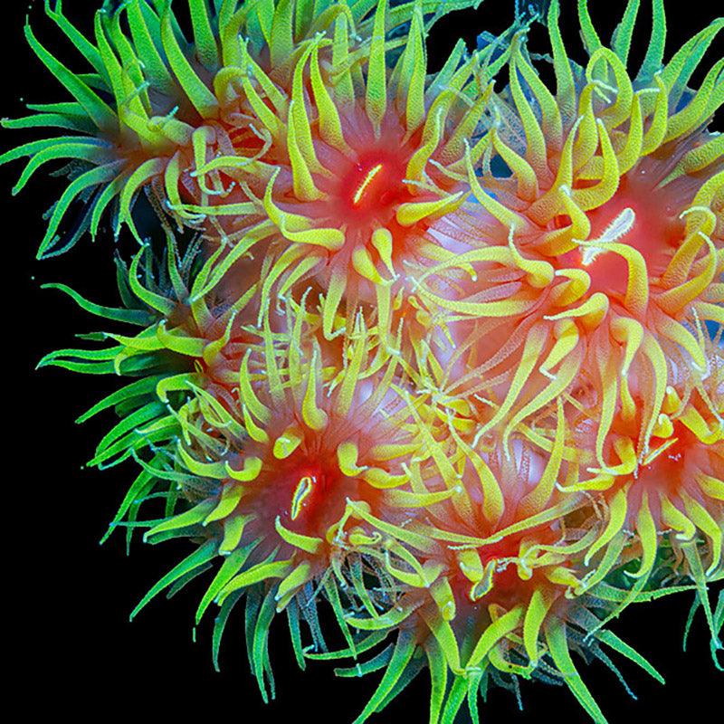 NPS Coral - riptide aquaculture llc