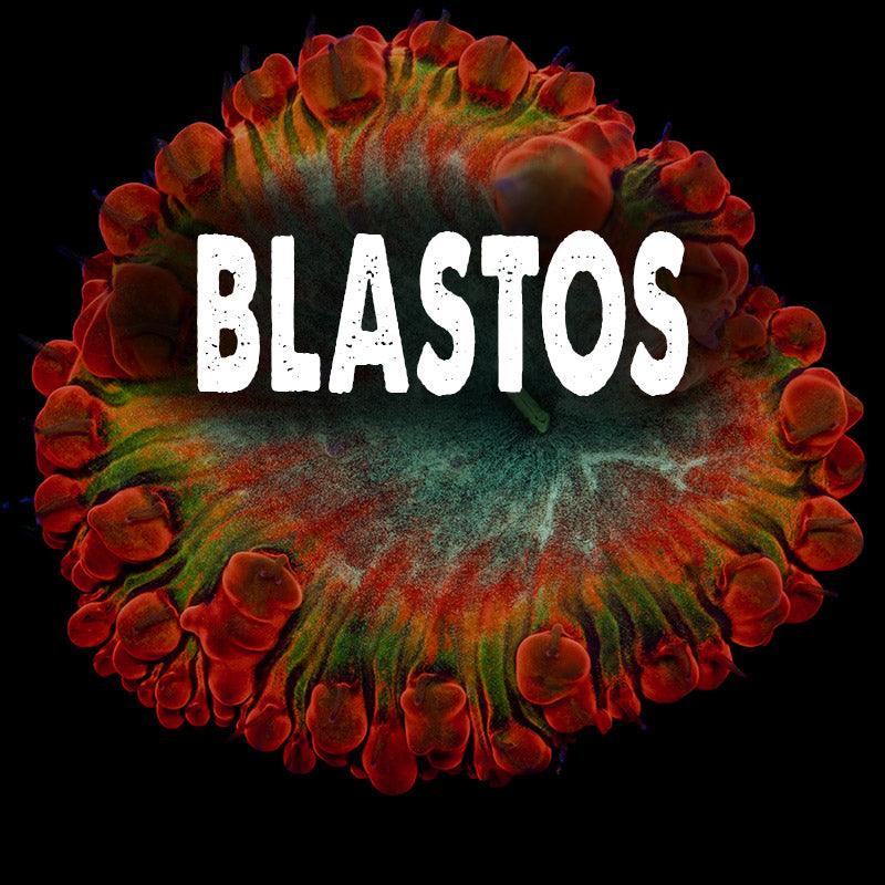 Blastos - riptide aquaculture llc