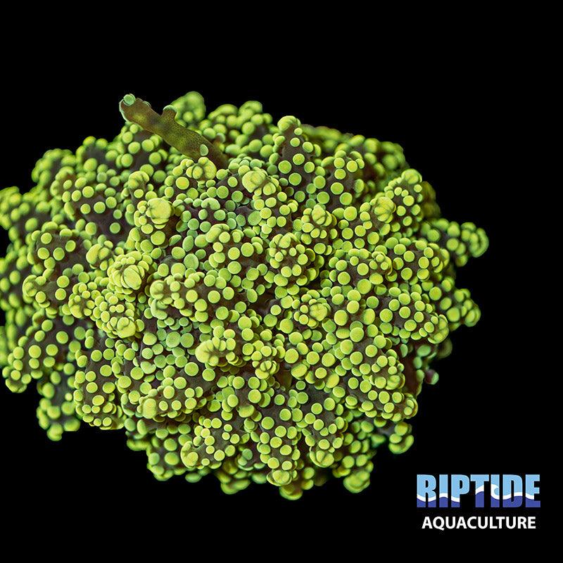 Octospawn - riptide aquaculture llc